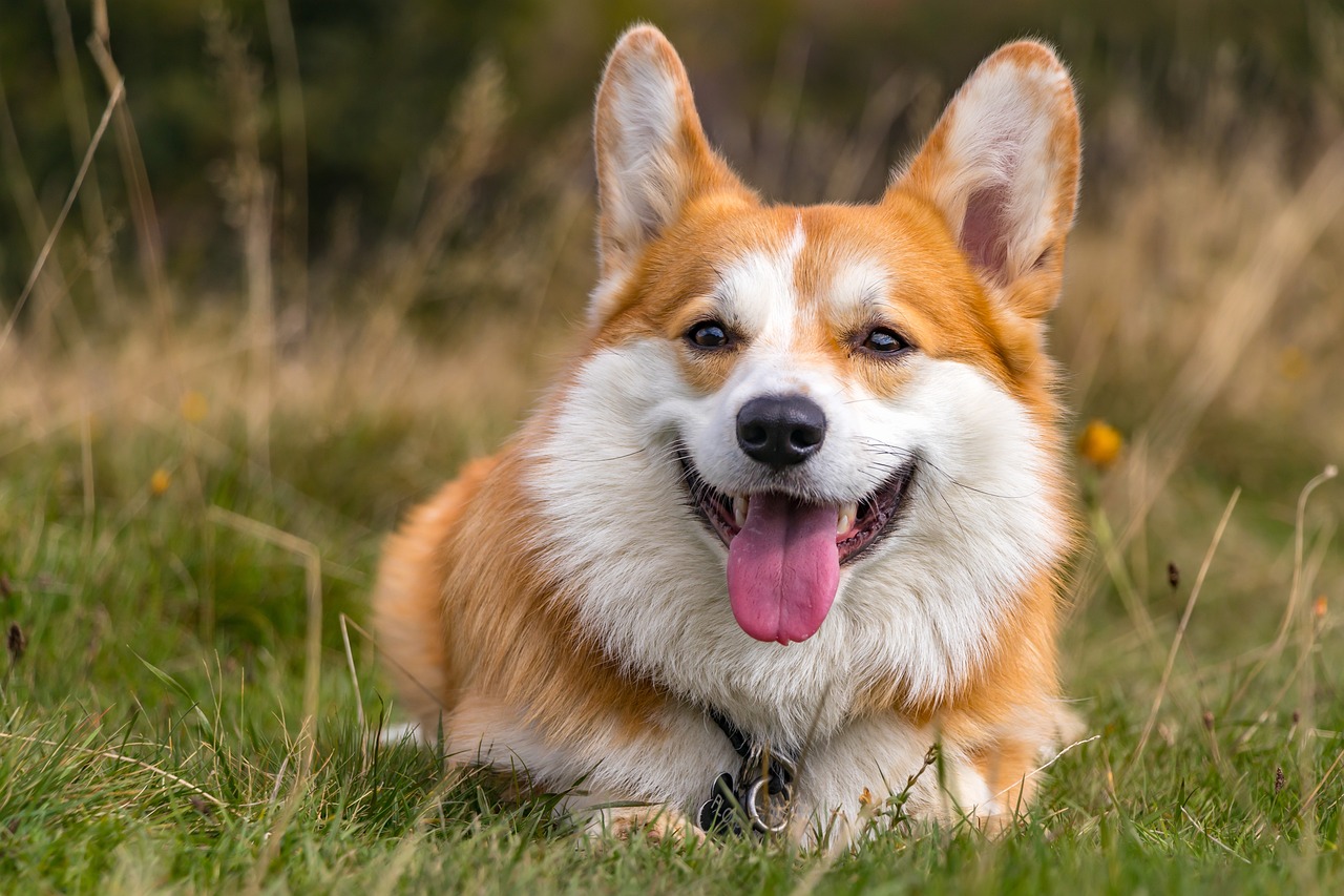 Understanding the Temperament of Pekingese Dogs